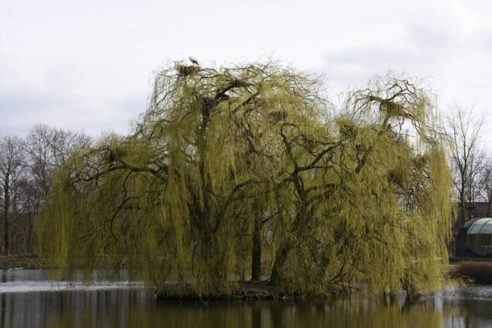 Jak dbać o młode sadzonki wierzby płaczącej dla szybkiego wzrostu