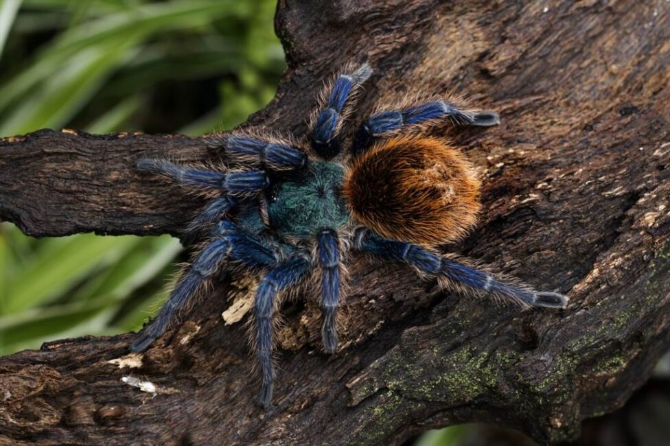 Różnice w budowie odnóży pająków sieciowych i naziemnych