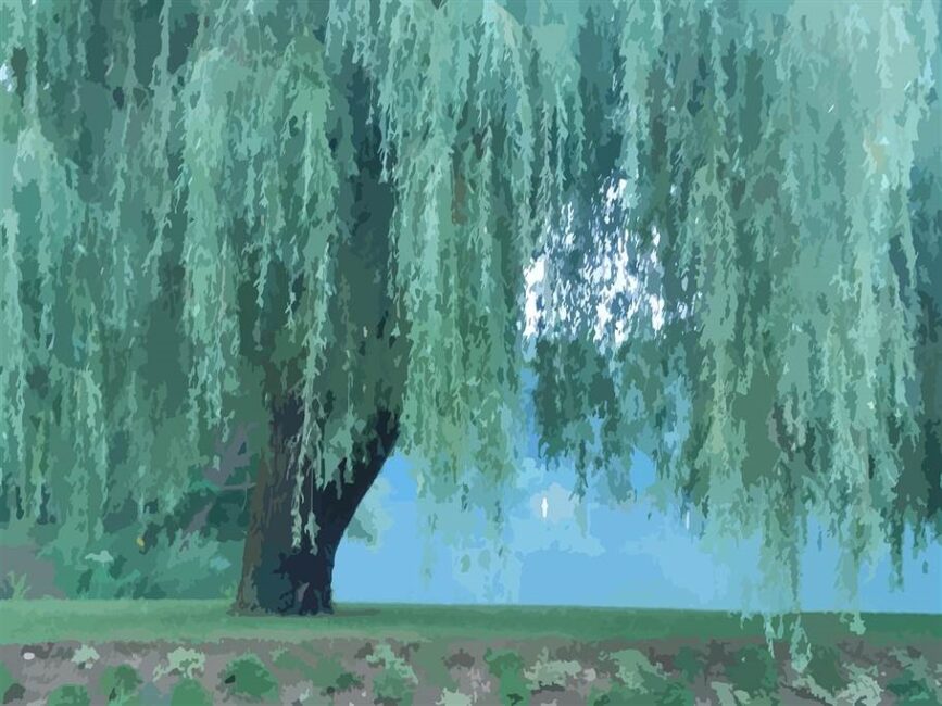 Wierzba płacząca – optymalne warunki dla szybkiego wzrostu